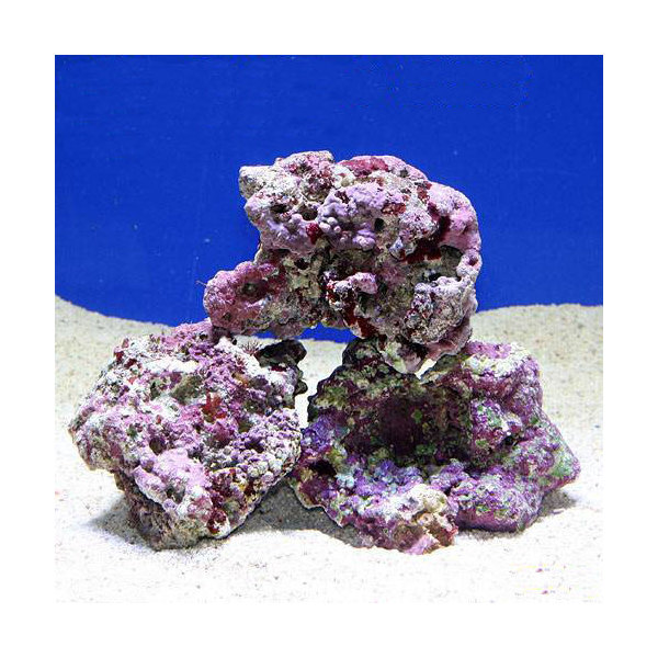 楽天市場】（海水魚）Sグレードライブロック Sサイズ（1kg