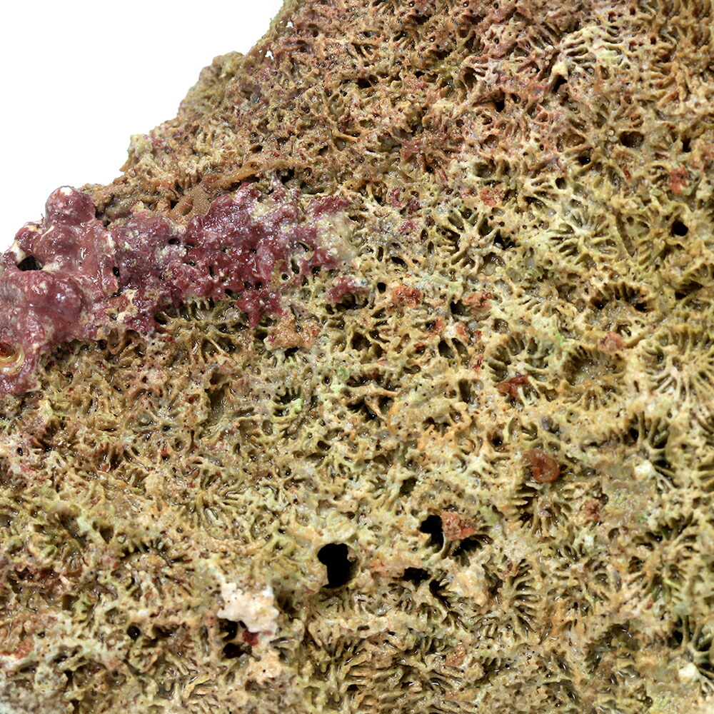 ライブロック 11kg 楽天市場】（海水魚）Bグレードライブロック S−M