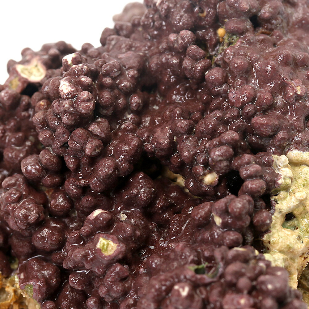 楽天市場】（海水魚）ライブロック EXSグレード パープルロック M