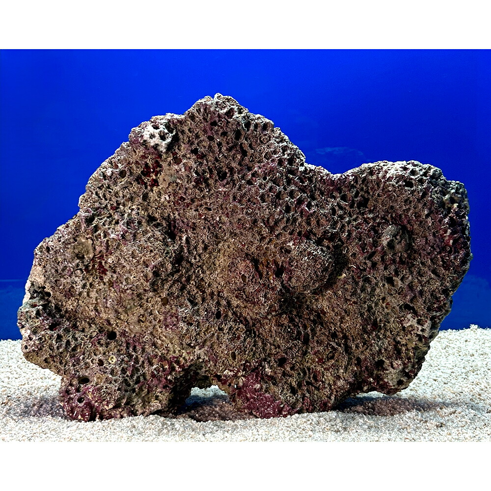 2 人工ライブロック30cm【一点物】