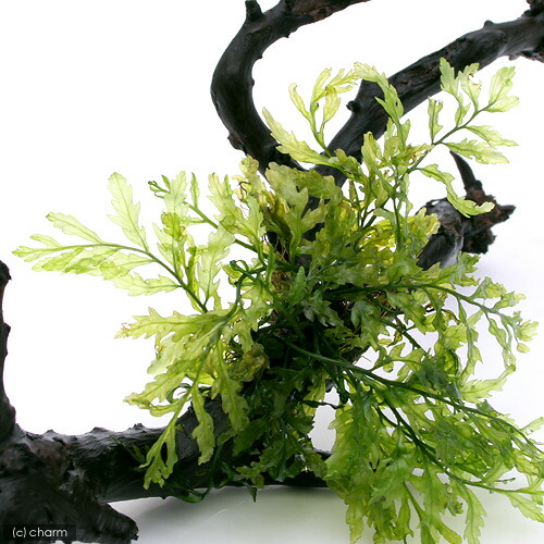 楽天市場】（水草）巻きたて ボルビティス ヒュディロティ＆おまかせ