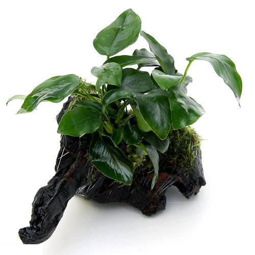 楽天市場】（水草）アヌビアスナナ＆おまかせモス 流木 Mサイズ（水上