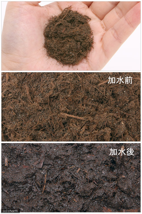 楽天市場】ピクタ 極床 きわみどこ 造形君 4L 関東当日便 : charm