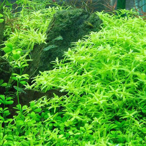 楽天市場】（水草）グリーンロタラ（水中葉）（無農薬）（5本