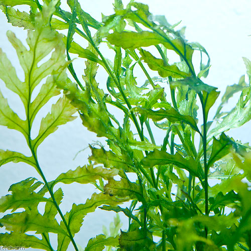 楽天市場】（水草）ボルビティス ヒュディロティ石付（水中葉）（無