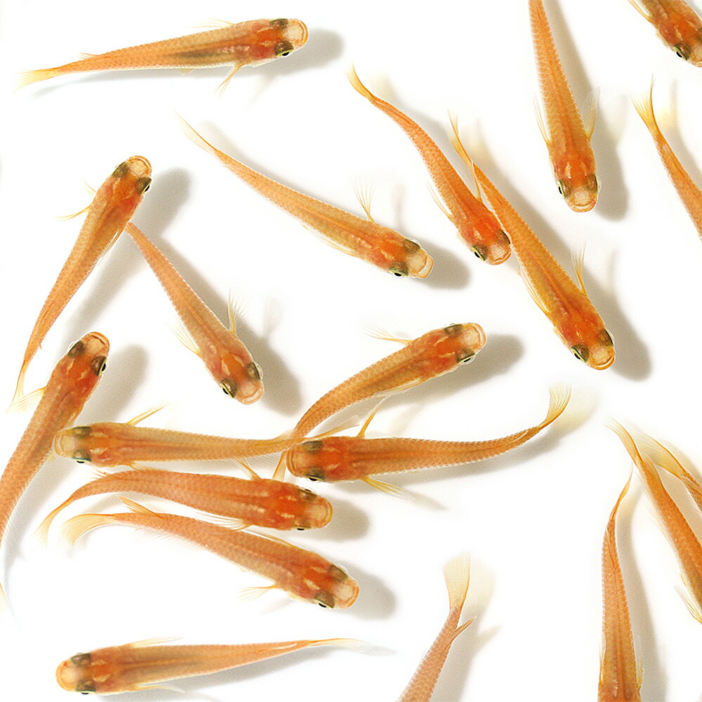 希少】ミクロソリウム バリスモール十字 特大マザー株です。 希少