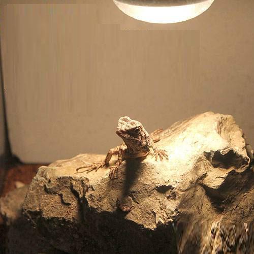 爬虫類バスキングスロープ15