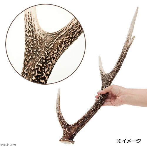 鹿の角/約62センチ/一本/落ち角/天然 鹿の角の多彩