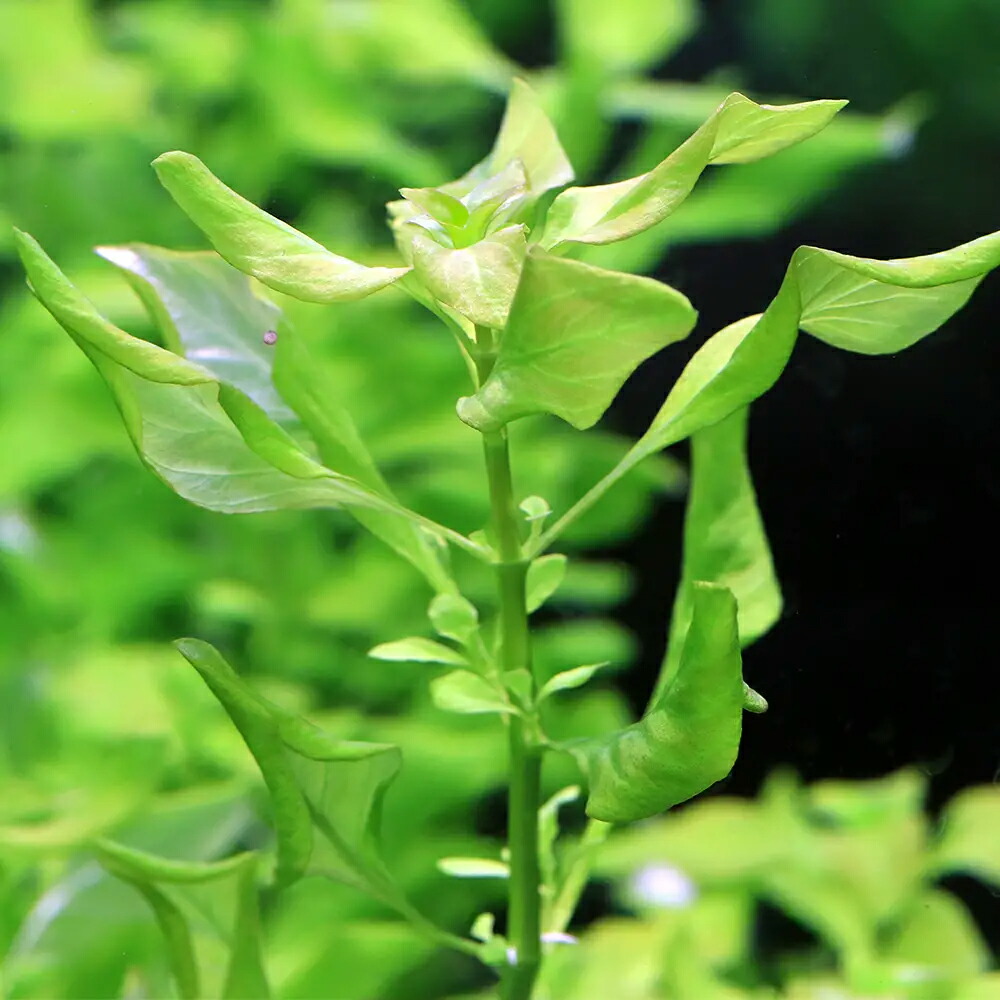 楽天市場】（水草）ルドウィジア レペンス グリーン（水中葉）（無農薬