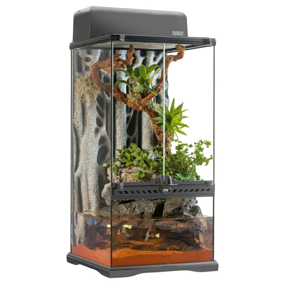 エキゾテラ6060 水槽 レイアウト