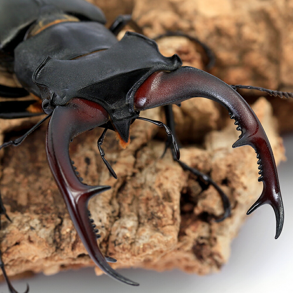 アクベシアヌスミヤマクワガタ ペア 標本 アクベシアヌス