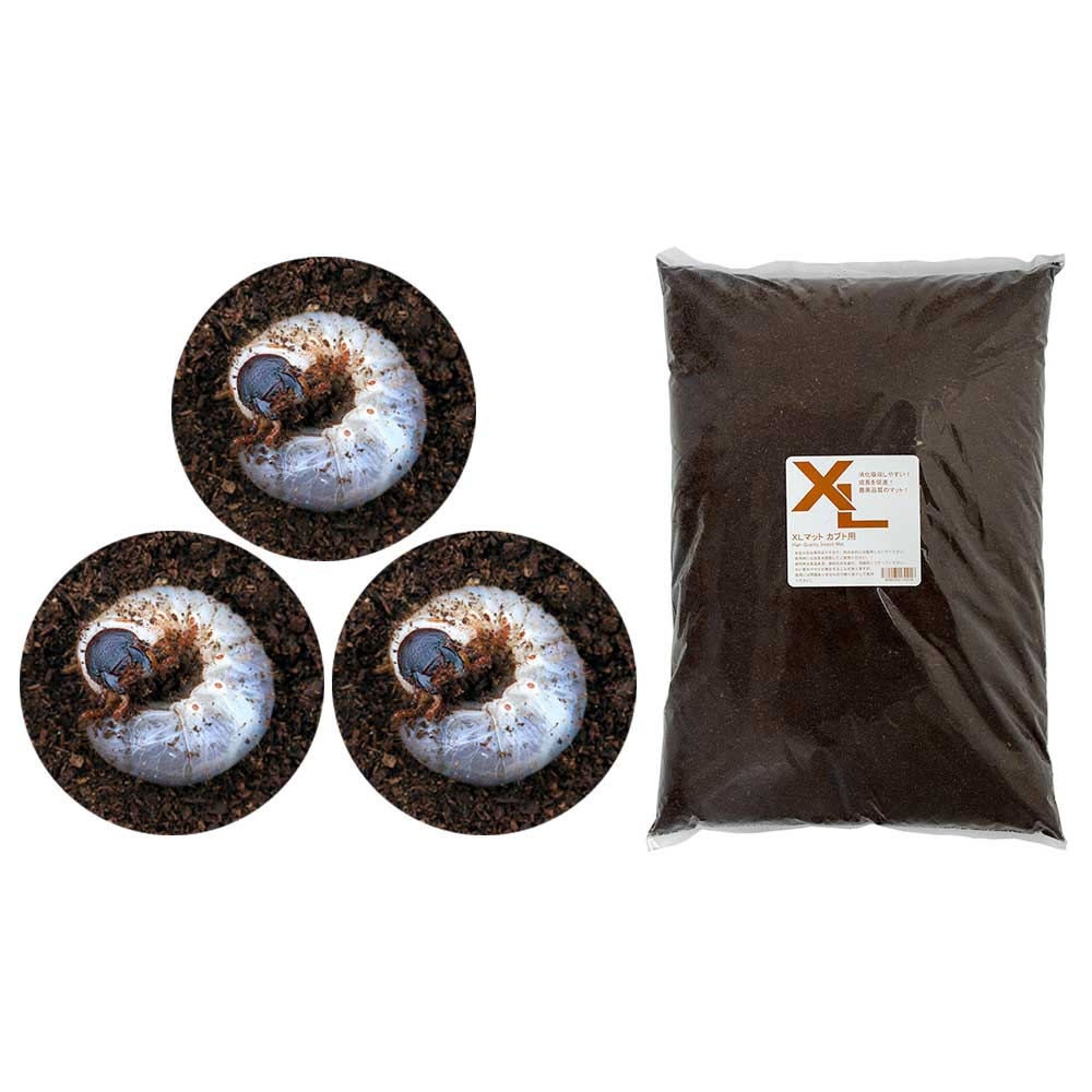 楽天市場】（昆虫）国産カブトムシ幼虫（3匹）＋XLマット カブト用