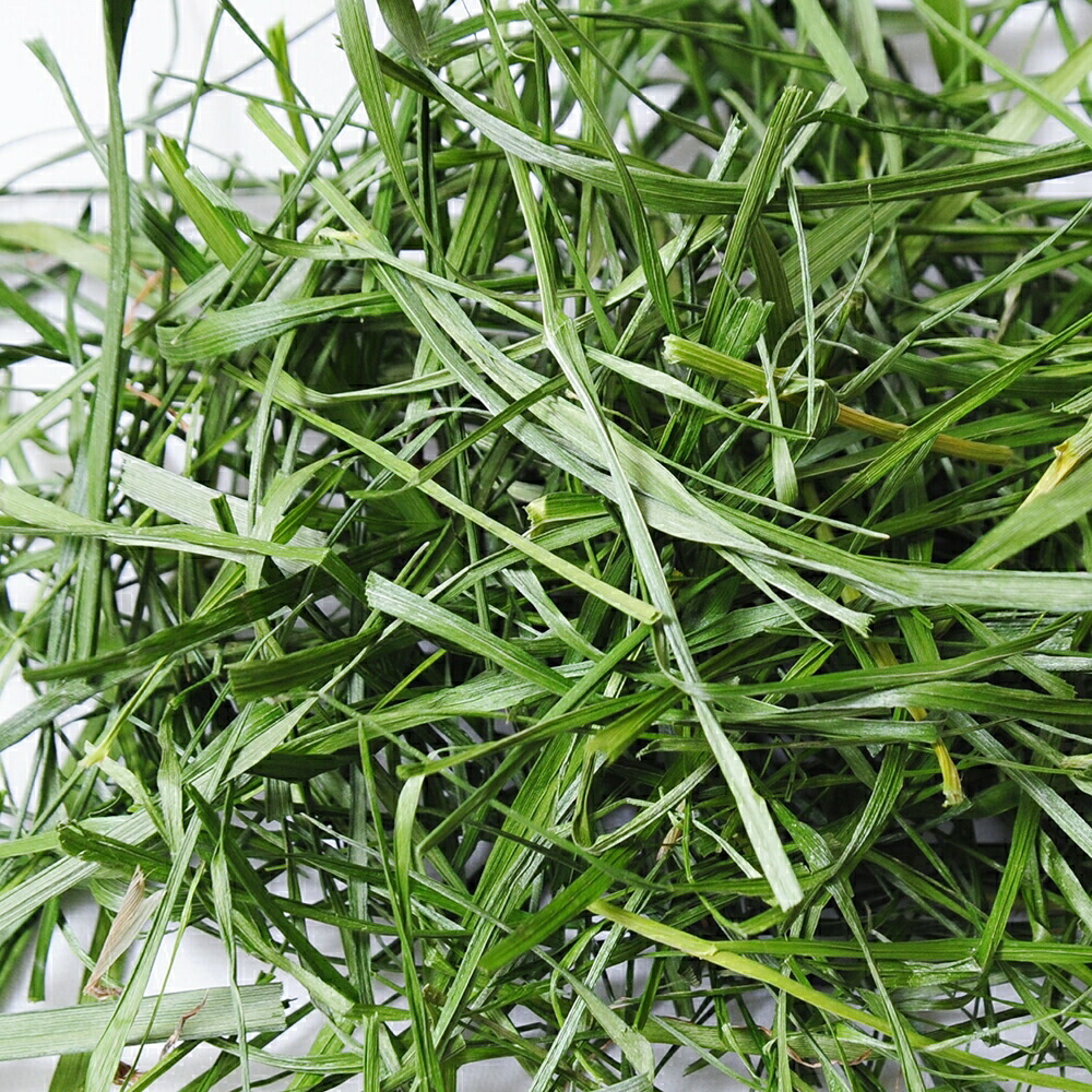 令和7年産国産やみつきイタリアンライグラス 100g 9個まとめ売り 令和7