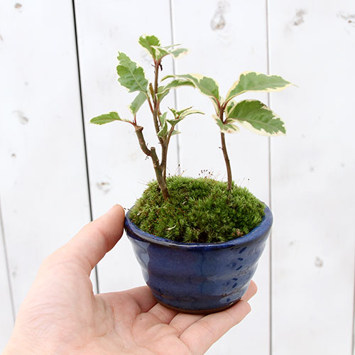 ミニ鉢、盆栽鉢、盆栽小鉢、鉢、植木鉢、山野草鉢、蘭鉢、盆栽 楽天
