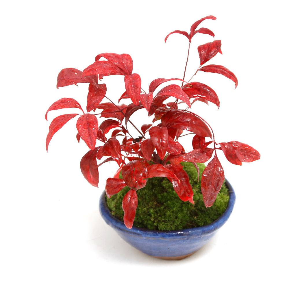 萬留平 盆栽鉢 山野草 植木鉢 萬留平 盆栽鉢 山野草 萬留平 盆栽鉢 山