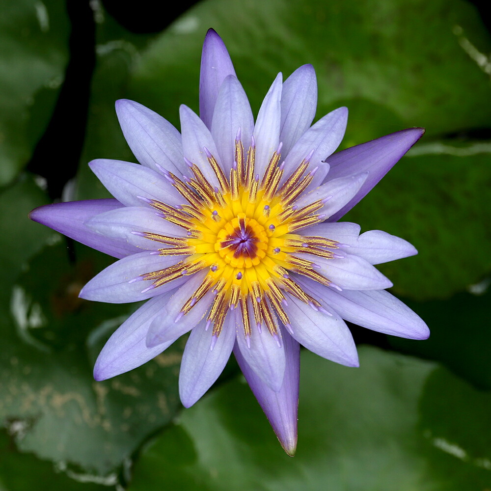 楽天市場】（ビオトープ）睡蓮 熱帯性睡蓮（スイレン）（水色