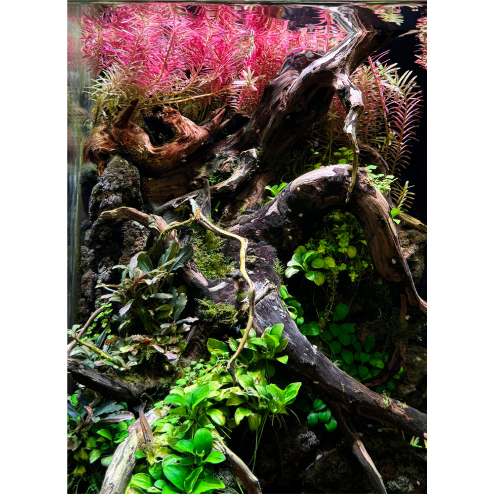 楽天市場】ZOOX RGB RAYS 20W LED ライト 植物育成