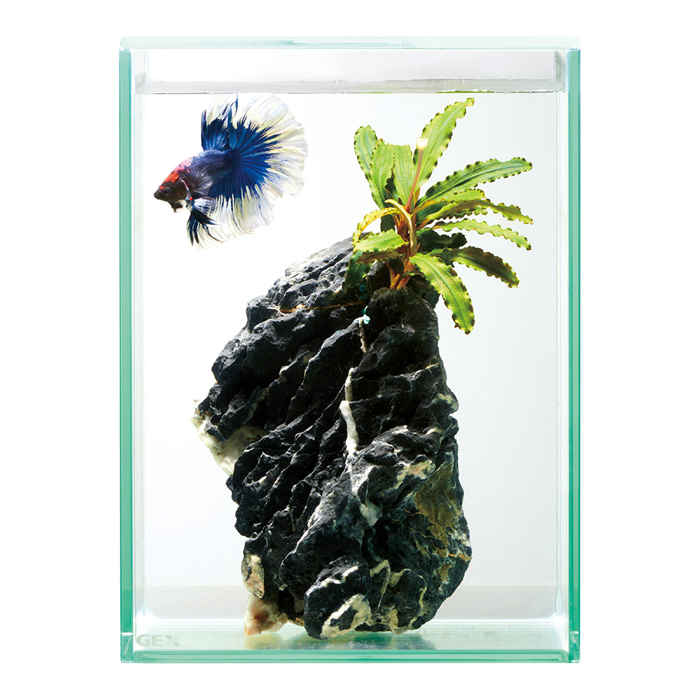 楽天市場】GEX ガラス水槽 グラステリアフィット ベタ 150 水槽