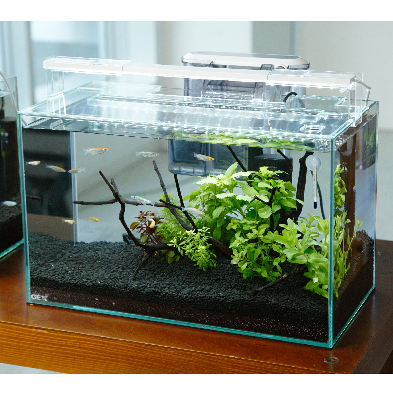 楽天市場】（めだか）（水草）飼育セット GEX ガラス水槽 グラス