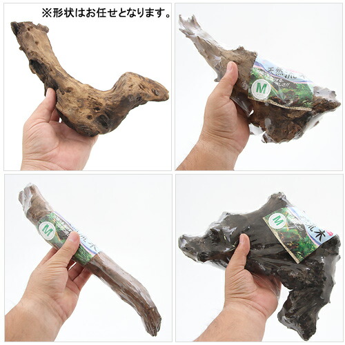 楽天市場】GEX 天然流木 Mサイズ（約30〜40cm） 1本 形状お