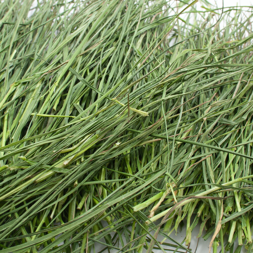 楽天市場】令和7年産 国産牧草 やみつきイタリアンライグラス