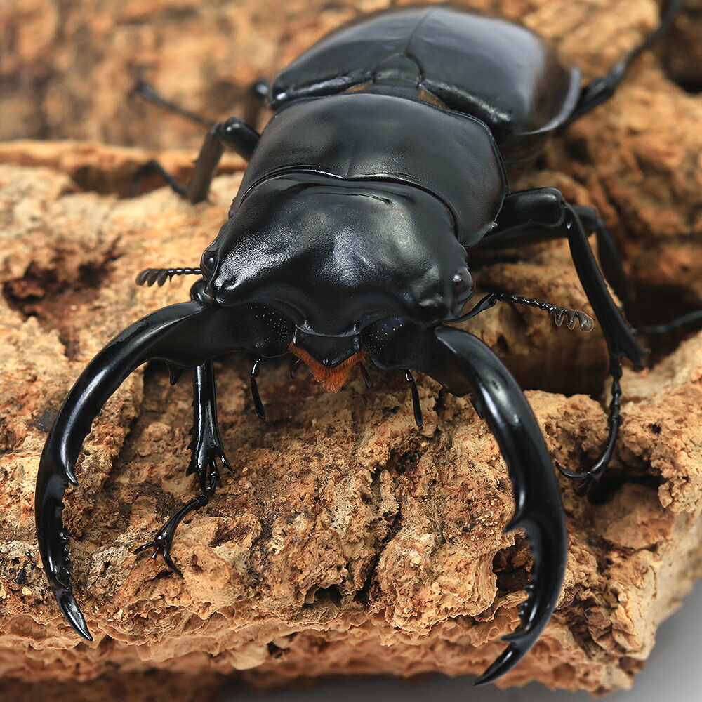 ウエストウッディオオシカクワガタ 76mm 標本 ウエストウッディ