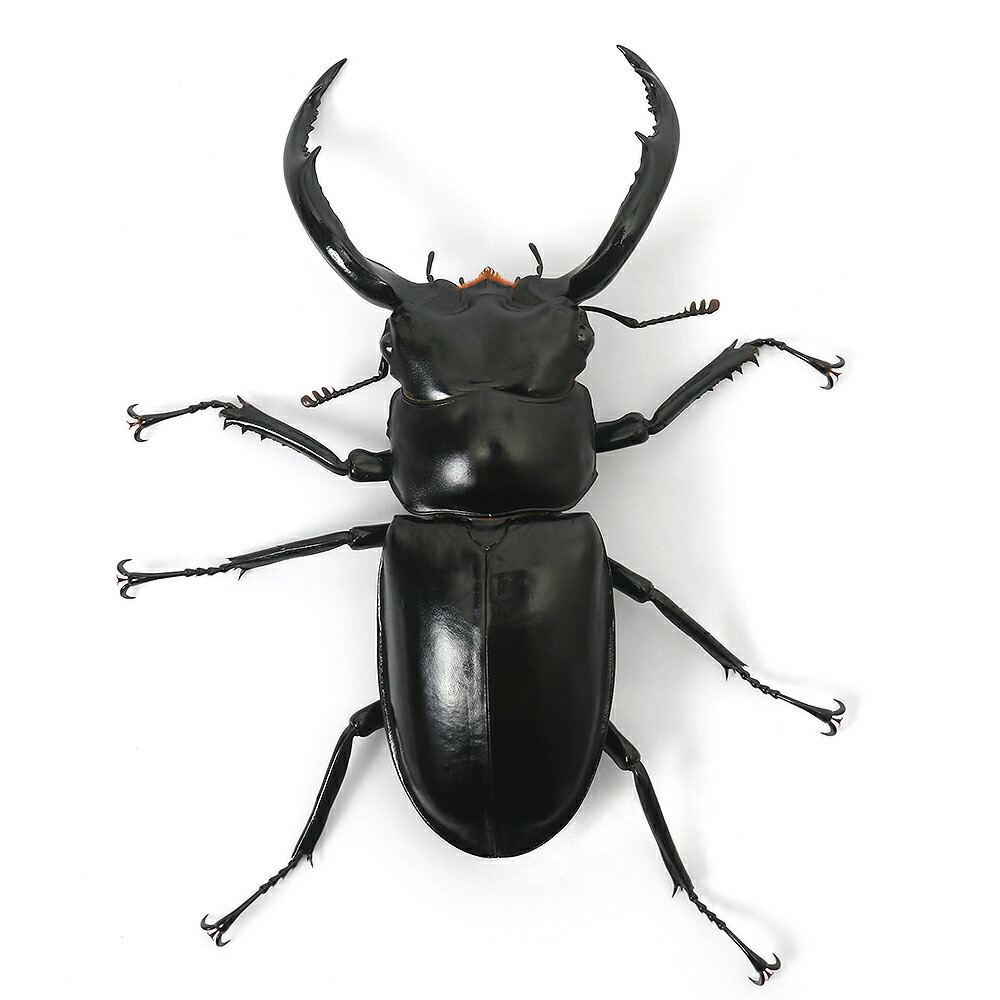 ウエストウッディオオシカクワガタ 76mm 標本 ウエストウッディ