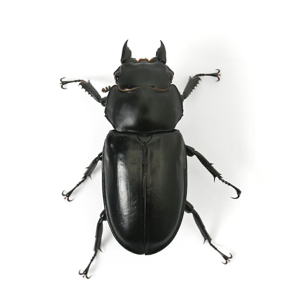 ウエストウッディオオシカクワガタ （原名亜種） ♂84mm単品