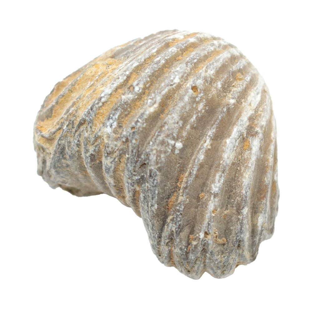 楽天市場】形状お任せ モロッコ産 腕足類（リンコネラ）の化石 S 1個