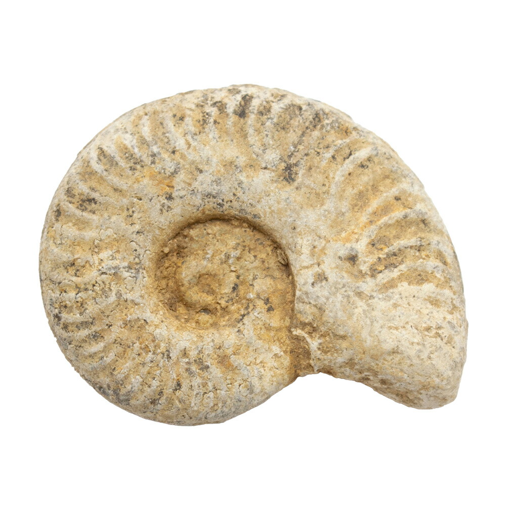 楽天市場】形状お任せ イギリス産 アンモナイト 1個 ジュラ紀 化石