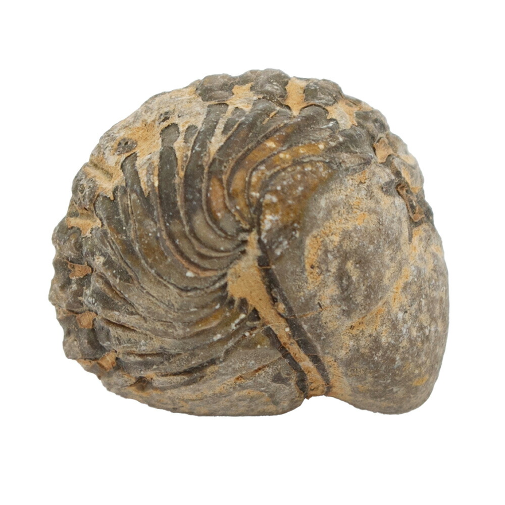 リードプス [PH101] 三葉虫 化石 ファコプス 【公式通販】