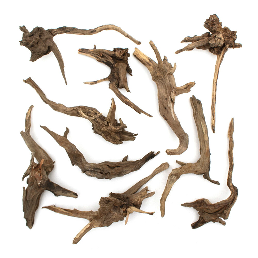 楽天市場】形状お任せ 煮込み済み ディアーホーンウッド Lサイズ（約