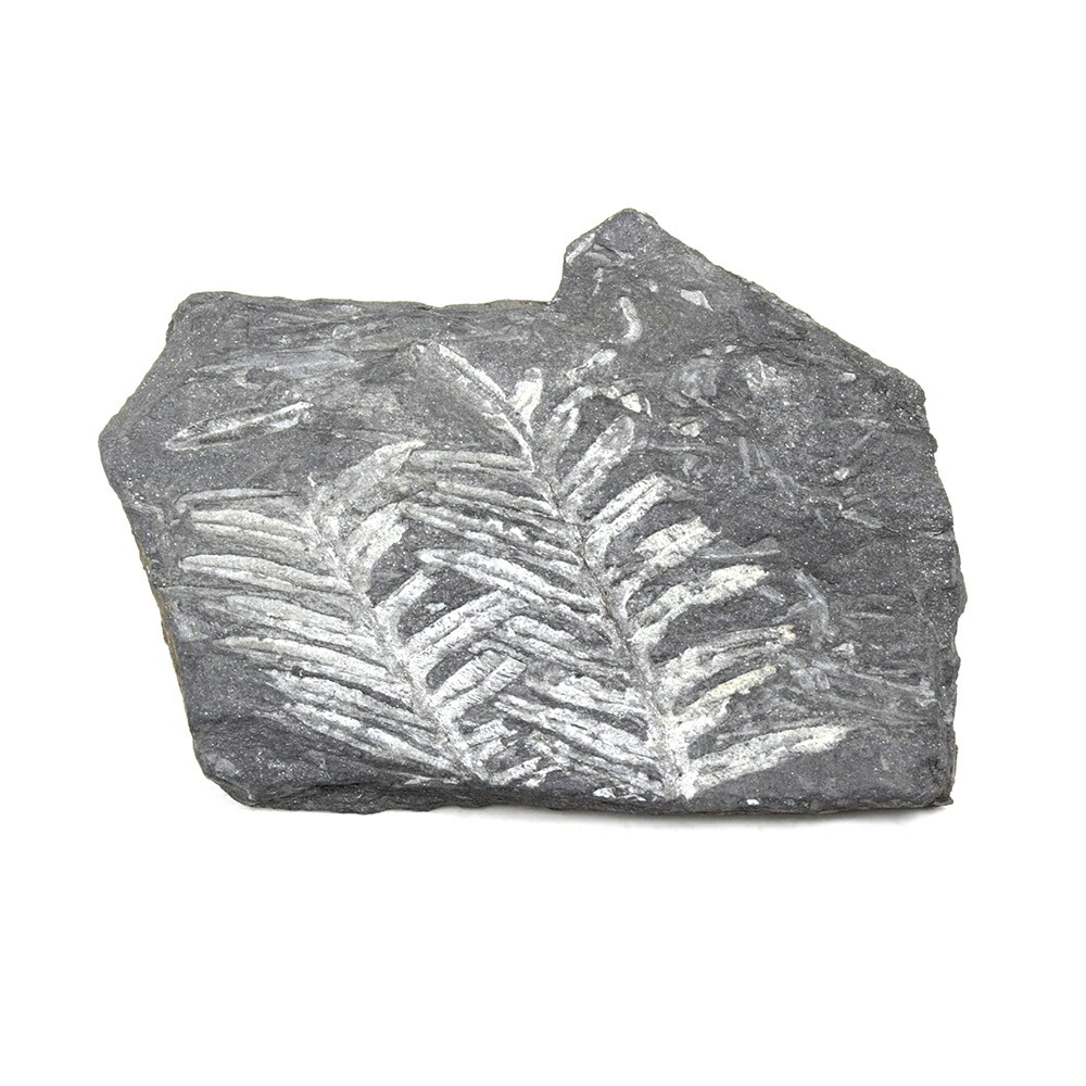 楽天市場】形状お任せ アメリカ産 シダの葉の化石 1個 石炭紀 植物