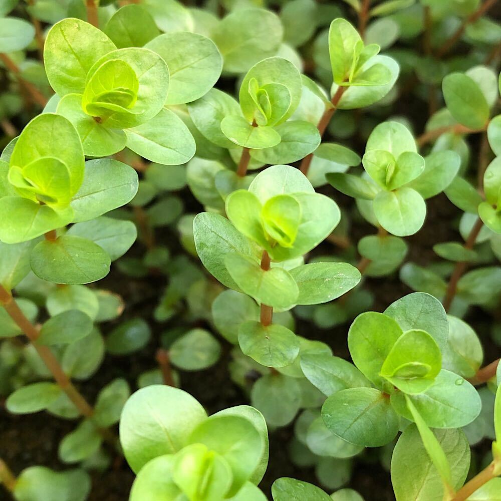 楽天市場】（水草）ロタラ ロトンディフォリア コロラタ（水上葉）（無