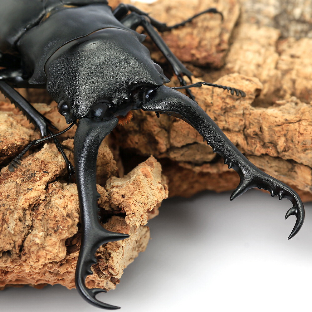 木内【標本】ギラファノコギリクワガタ フローレス島産 113.3 野外品