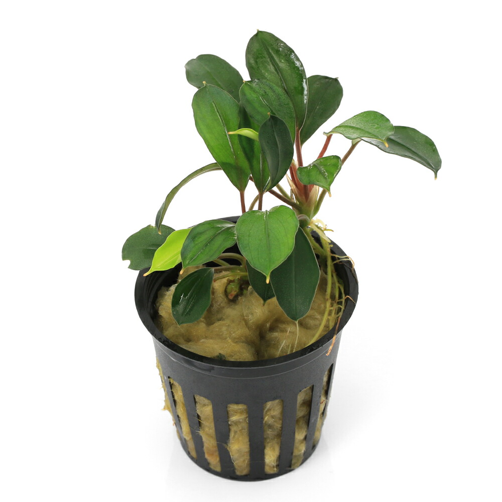 ブセファランドラ 4種セット 水上育成