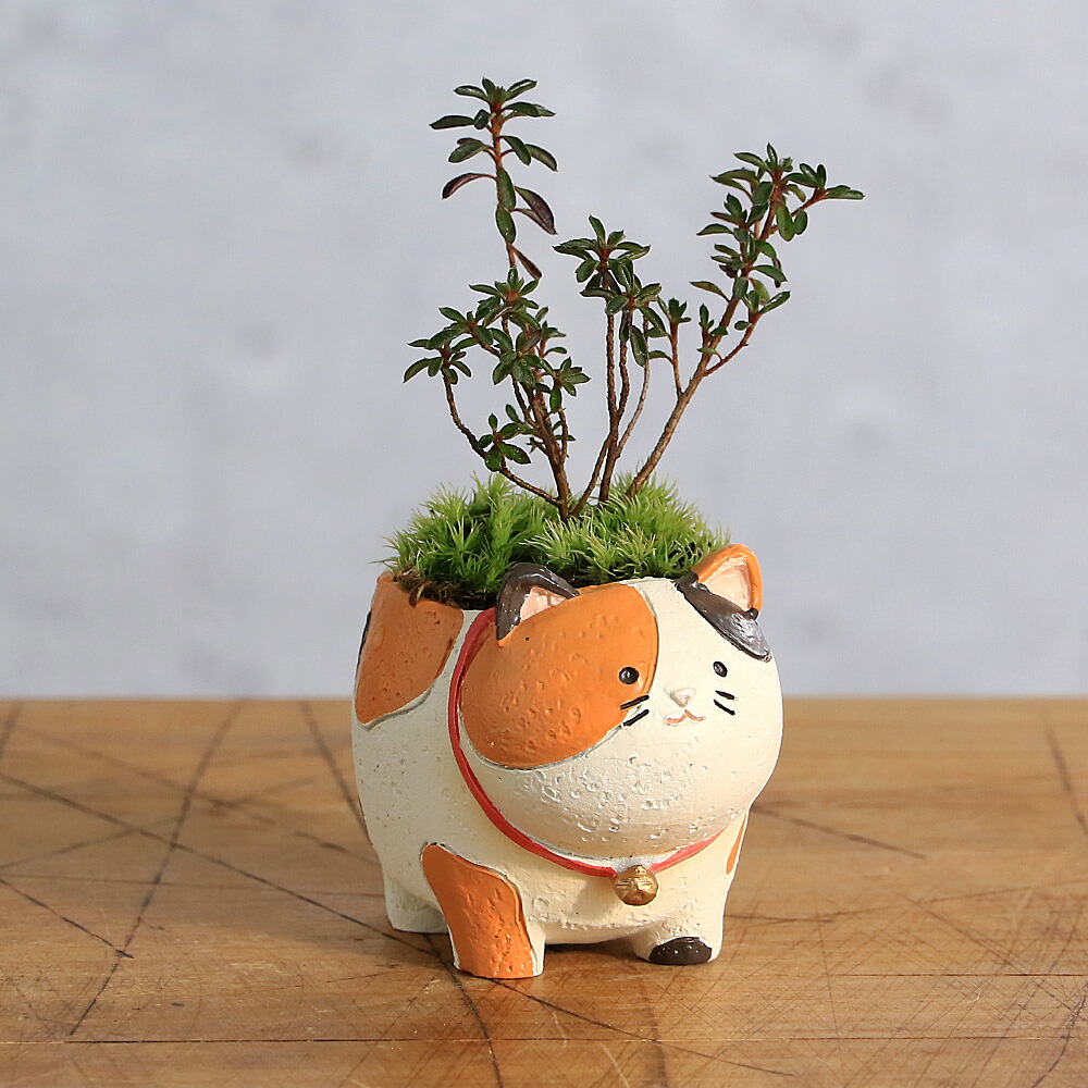 盆栽鉢 小品盆栽 山野草 392621-1.jpg