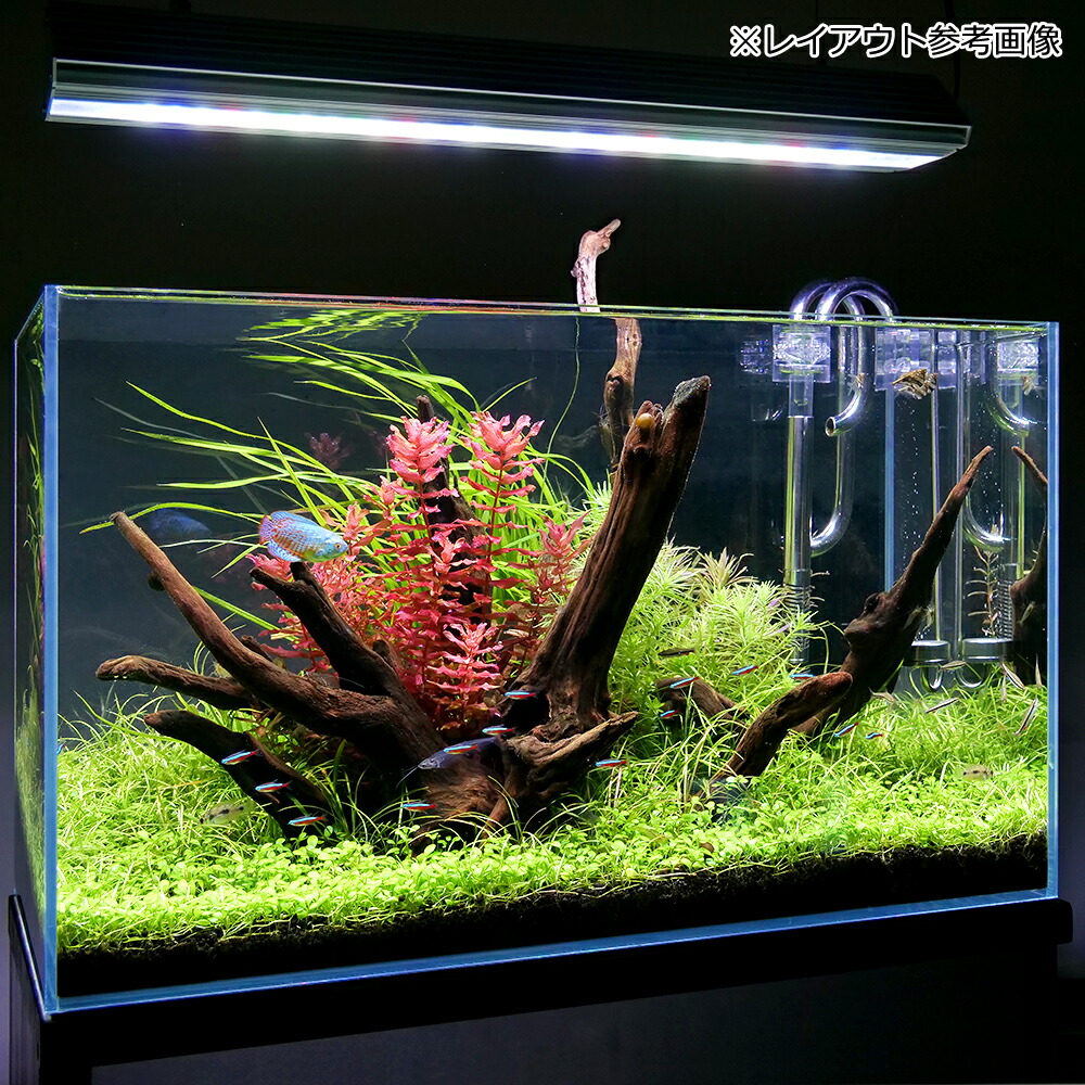 特大流木 水槽用レイアウト用品 現在交渉中 形状お任せ 自然流木 中(約