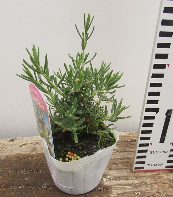 楽天市場】ローズマリー マジョルカピンク 3号苗（J01） : 千草園芸
