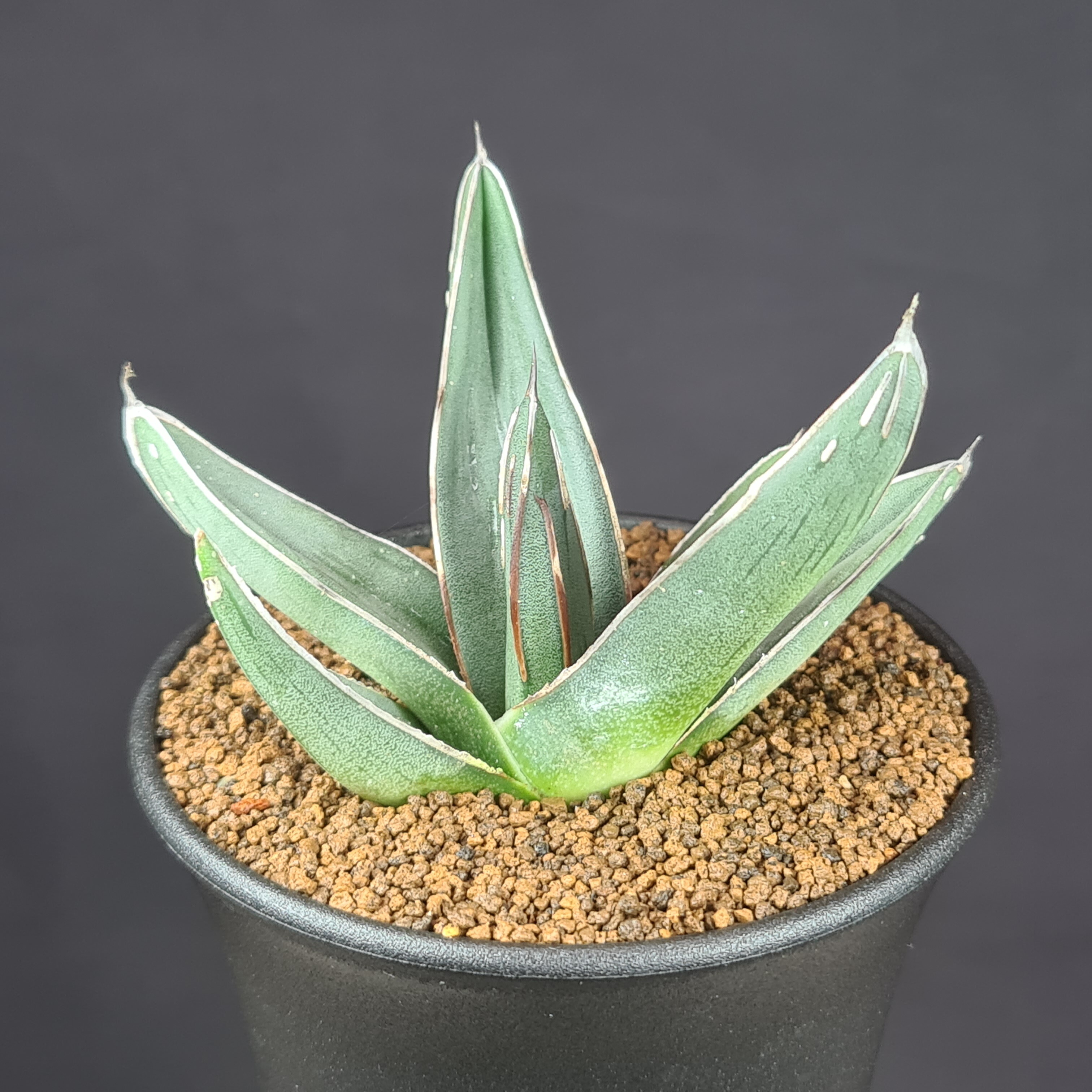 楽天市場】アガベ・ニッケルシー 9cm鉢 カクタス長田 フェルディナン