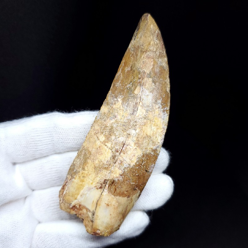 楽天市場】【送料無料】【カルカロドントサウルス/歯/化石/恐竜】特大