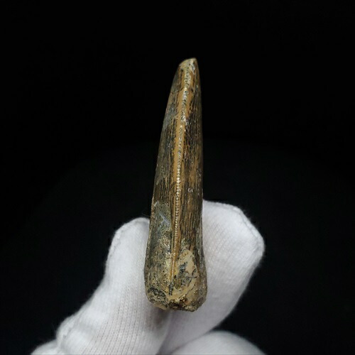 楽天市場】【送料無料】【カルカロドントサウルス/歯/化石/恐竜】極上