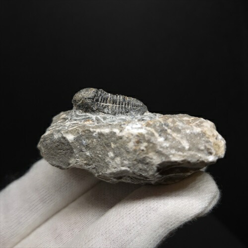 お買い得 ジョバリアの歯 化石 竜脚類 楽天市場】【送料無料