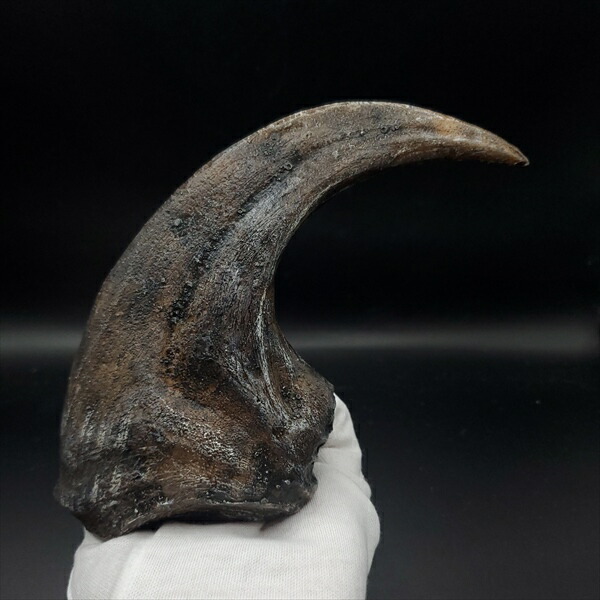 楽天市場】【送料無料】【アロサウルス /恐竜/化石】 アロサウルス 爪