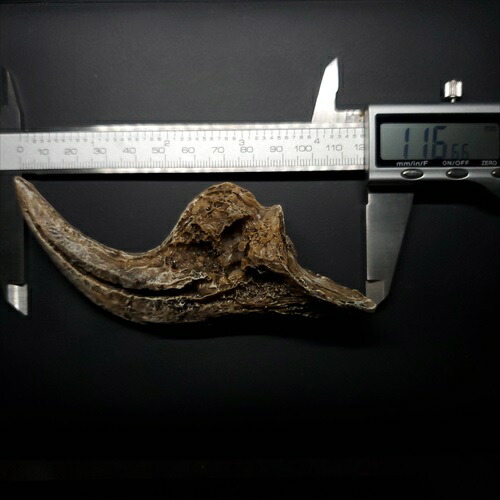 楽天市場】【送料無料】【アロサウルス /恐竜/化石】 アロサウルス 爪