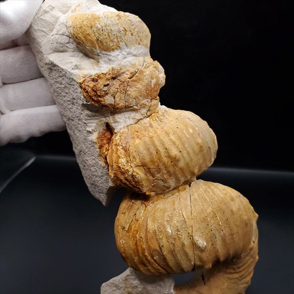 楽天市場】【送料無料】【アンモナイト/化石/】希少 異常巻き