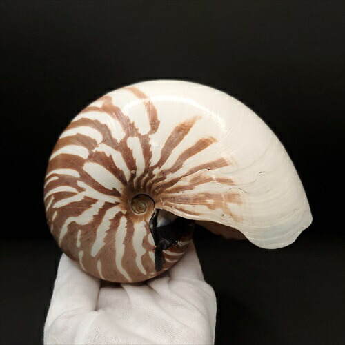 楽天市場】【送料無料】【オウムガイ類/現生貝殻】オオベソオウムガイ