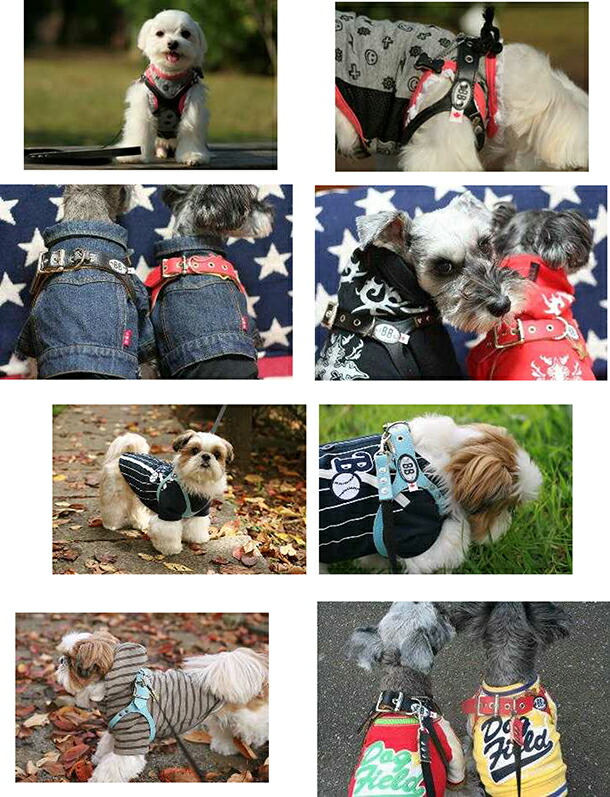 楽天市場】獣医師推奨 BBハーネス バディーベルト 3号 BUDDY BELT