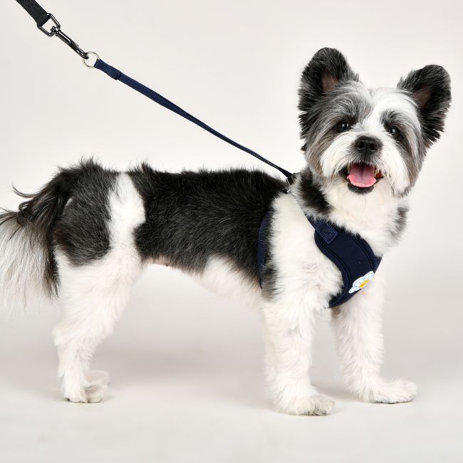 正絹犬用綱 楽天市場】犬 綱の通販