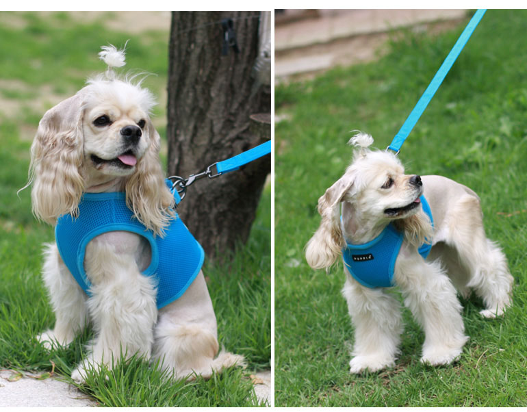 楽天市場】世界累計140万個突破！胴輪部門100週連続1位獲得！PUPPIA